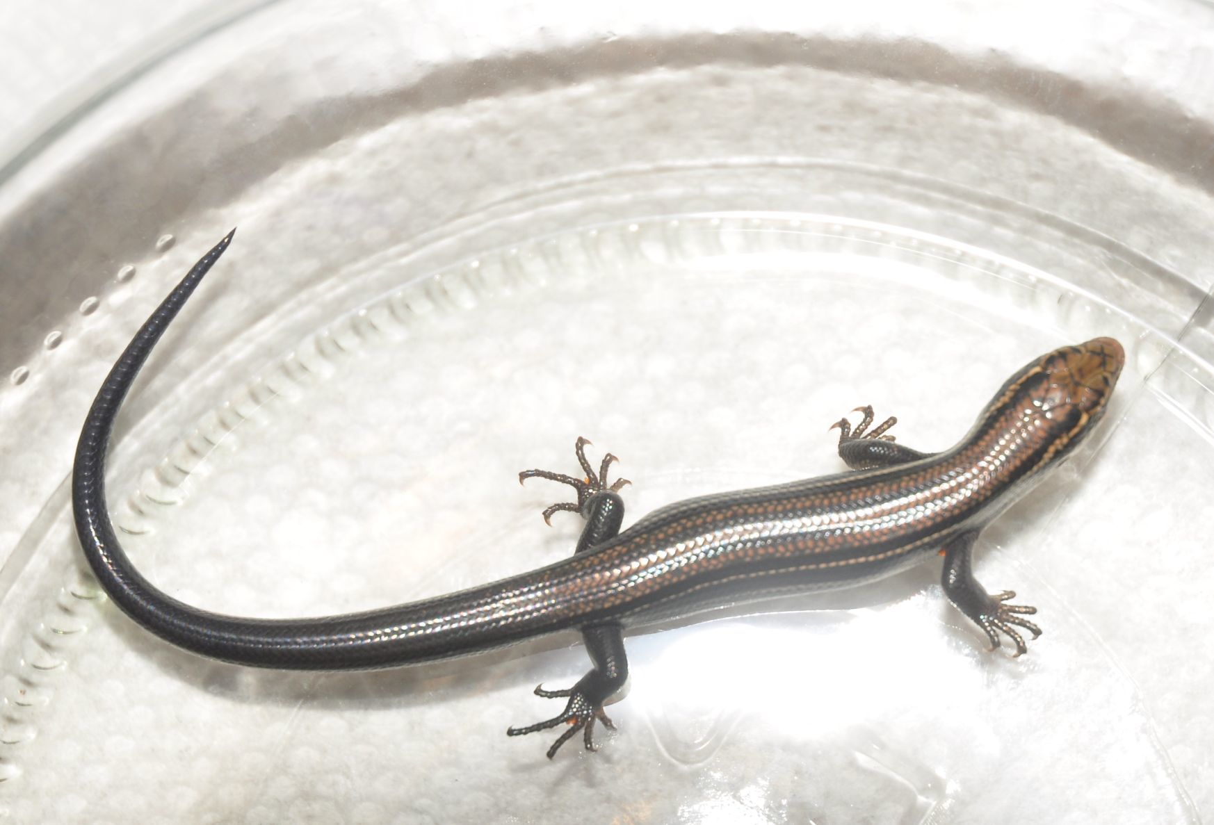 Prairie skink